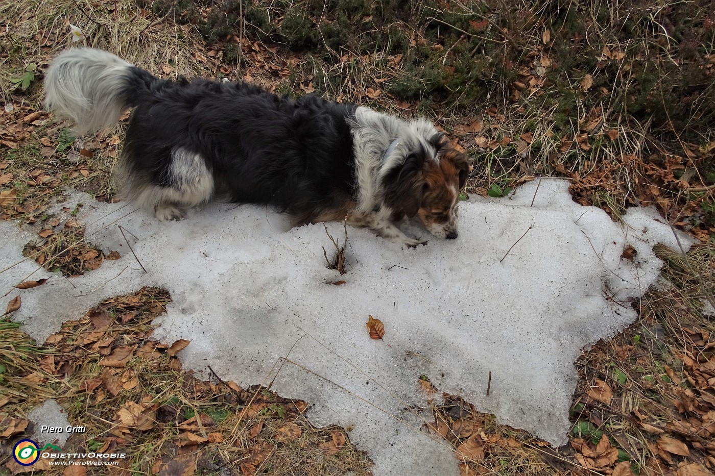 60 Nika si gusta un po' di fresca neve.JPG